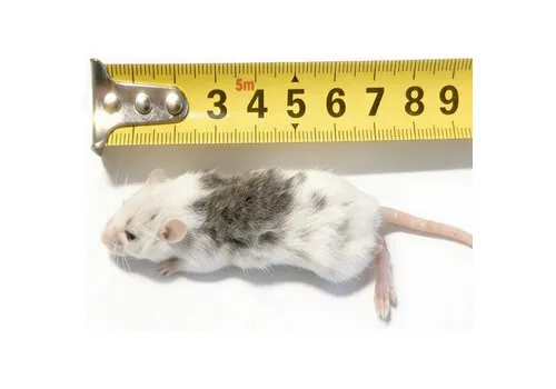 Junai.nl Diepvries veeltepelmuizen, diverse maten