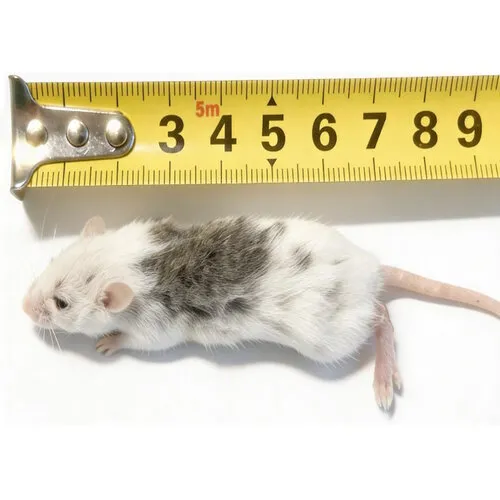 Junai.nl Diepvries veeltepelmuizen, diverse maten