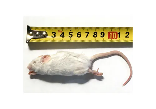 NutriPrey Diepvries muis springer 9–12 gram