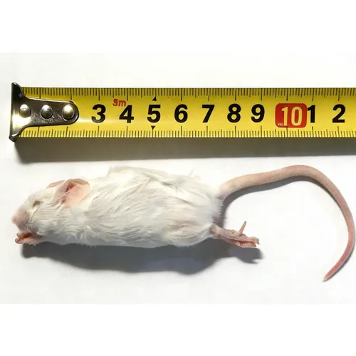 Junai.nl Diepvries muis springer 9–12 gram