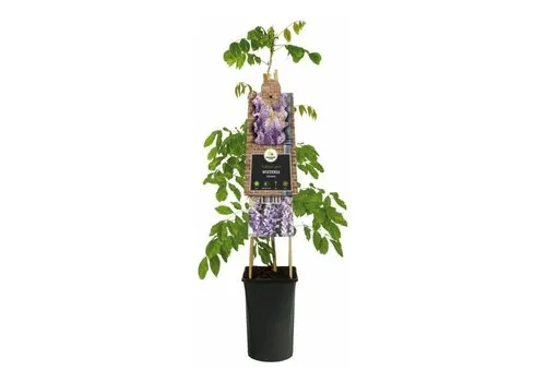 Junai.nl Chinese blauweregen | Wisteria sinensis | 12 cm pot | 60 cm