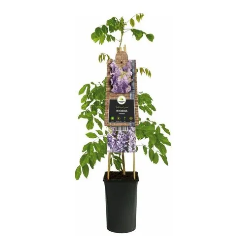 Junai.nl Chinese blauweregen | Wisteria sinensis | 12 cm pot | 60 cm