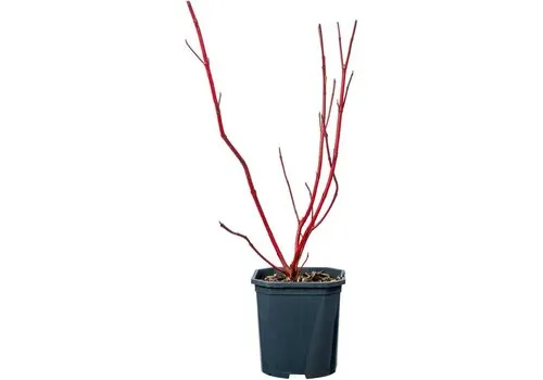 Junavera Cornus alba 'Sibirica' | 12 cm pot | 35 cm hoog