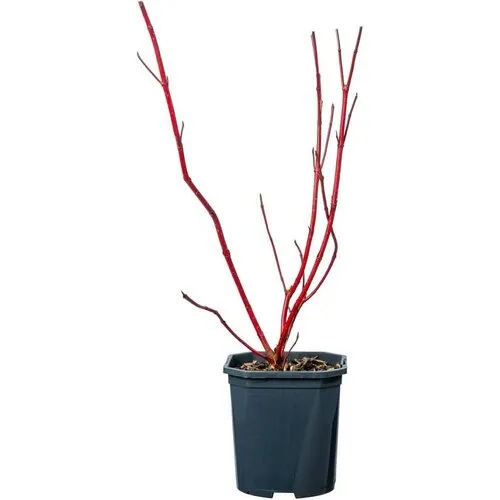 Junavera Cornus alba 'Sibirica' | 12 cm pot | 35 cm hoog