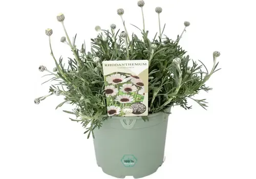 JUNAVERA Rhodanthemum Casablanca Marokkaanse margriet | 13 cm pot | 10–20 cm hoog