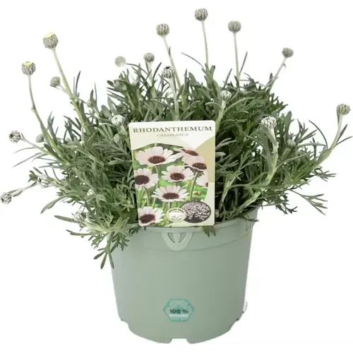 Junai.nl Rhodanthemum Casablanca Marokkaanse margriet | 13 cm pot | 10–20 cm hoog