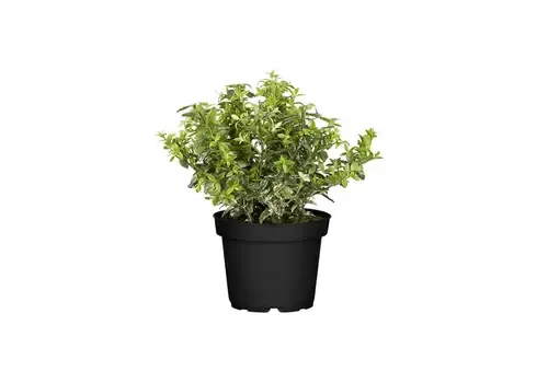 Junai.nl Euonymus fortunei 'Harlequin' | 12 cm pot | 25 cm hoog