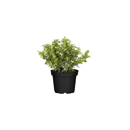 JUNAVERA Euonymus fortunei 'Harlequin' | 12 cm pot | 25 cm hoog