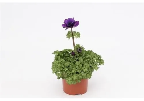 Junai.nl Anemone coronaria Harmony | 10 cm pot | 25 cm hoog