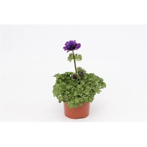 Junai.nl Anemone coronaria Harmony | 10 cm pot | 25 cm hoog