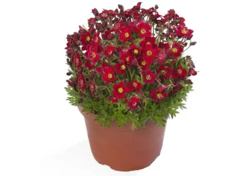 Junai.nl Saxifraga arendsii 'Touran Deep Red' | 10 cm pot | 16 cm hoog