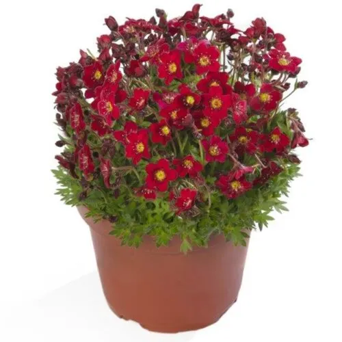 Junai.nl Saxifraga arendsii 'Touran Deep Red' | 10 cm pot | 16 cm hoog
