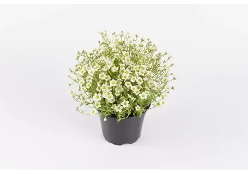 JUNAVERA Steenbreek | Saxifraga x arendsii Ice Colours Pearl White | 10 cm pot | 17 cm hoog