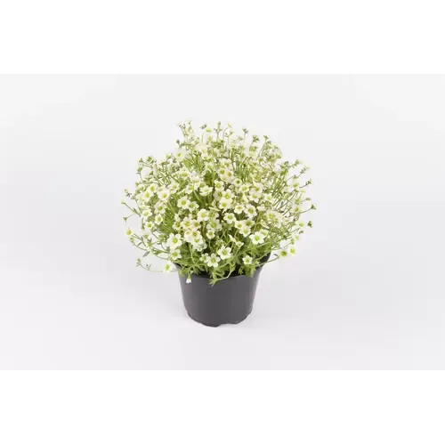 JUNAVERA Steenbreek | Saxifraga x arendsii Ice Colours Pearl White | 10 cm pot | 17 cm hoog