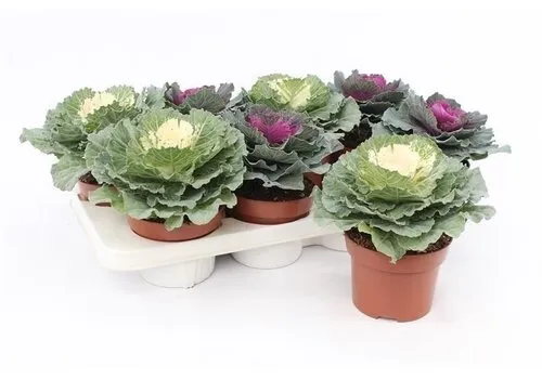 JUNAVERA Brassica sierkool mix | 10 cm pot | 15 cm hoog | per stuk