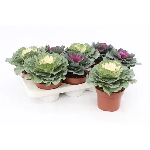 Junai.nl Brassica sierkool mix | 10 cm pot | 15 cm hoog | per stuk