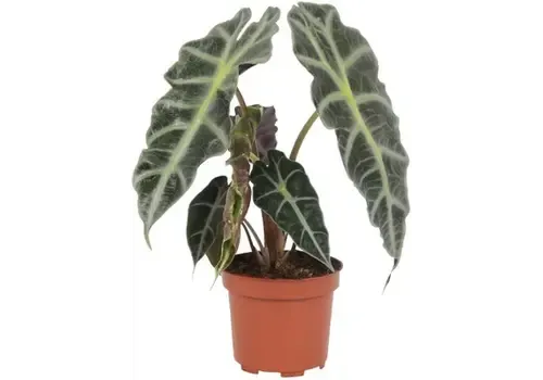 JUNAVERA Alocasia Polly (skeletplant) | 12 cm pot | 30 cm hoog