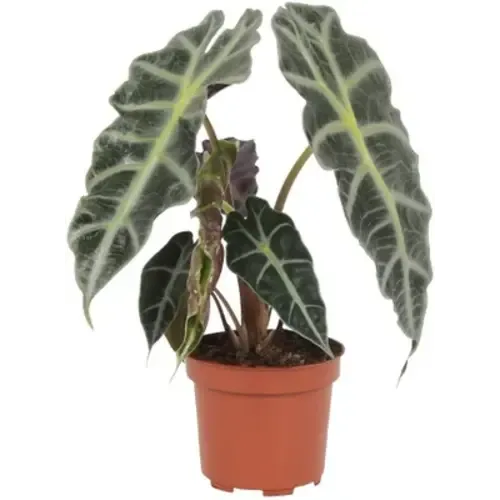 JUNAVERA Alocasia Polly (skeletplant) | 12 cm pot | 30 cm hoog