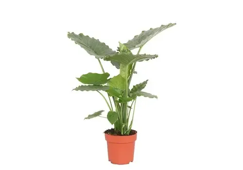 Junai.nl Alocasia gageana | olifantsoor | 17 cm pot | 65 cm hoog