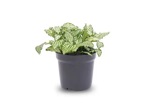 JUNAVERA Fittonia White Tiger | mozaïekplant | 8 cm pot | 10 cm hoog