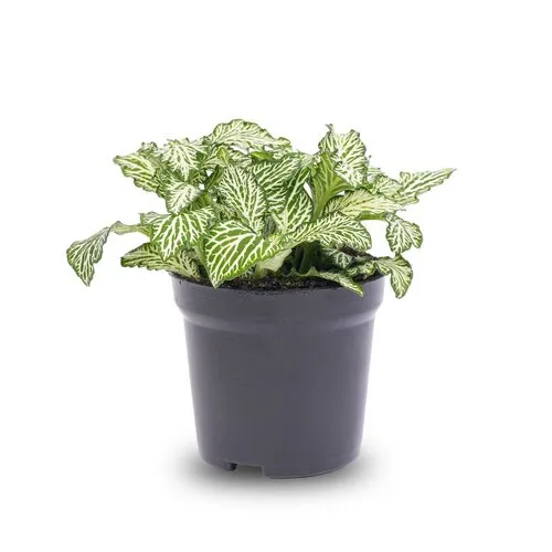 JUNAVERA Fittonia White Tiger | mozaïekplant | 8 cm pot | 10 cm hoog