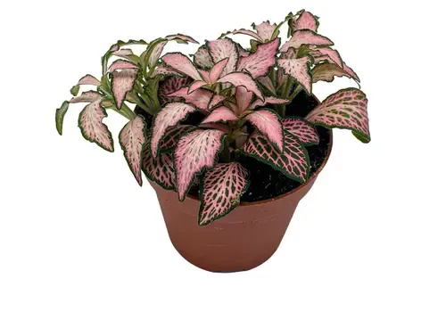 Junai.nl Fittonia Forest Flame | mozaïekplant | 8 cm pot | 10 cm hoog
