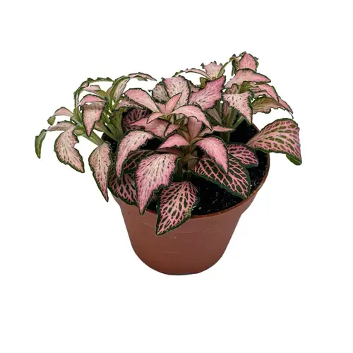 JUNAVERA Fittonia Forest Flame | mozaïekplant | 8 cm pot | 10 cm hoog