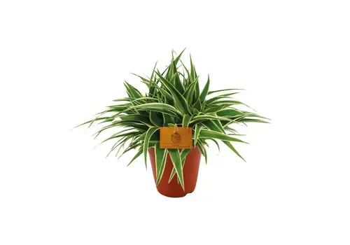 Junai.nl Chlorophytum comosum 'Ocean' | 5 cm pot | 10 cm hoog