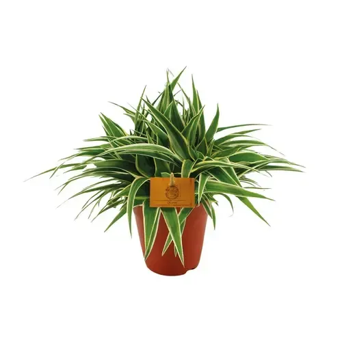 JUNAVERA Chlorophytum comosum 'Ocean' | 5 cm pot | 10 cm hoog