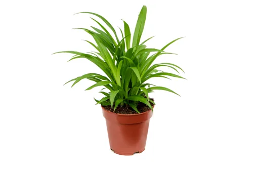 Junai.nl Graslelie Chlorophytum comosum 'Lemon' | 12 cm pot | 25 cm hoog