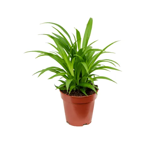 JUNAVERA Graslelie Chlorophytum comosum 'Lemon' | 12 cm pot | 25 cm hoog
