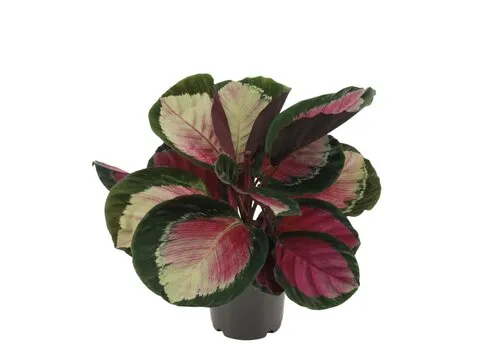 Junai.nl Calathea roseopicta Rosy | 7 cm pot | 16 cm hoog