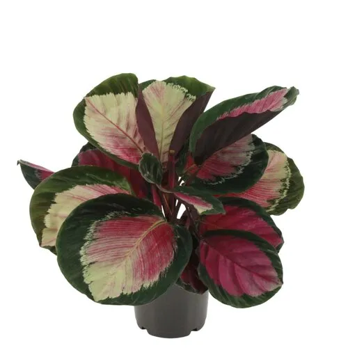 Junai.nl Calathea roseopicta Rosy | 7 cm pot | 16 cm hoog