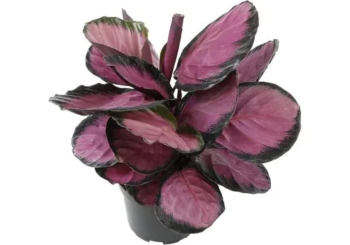 Junai.nl Calathea roseopicta 'Crimson' | 7 cm pot | 16 cm hoog
