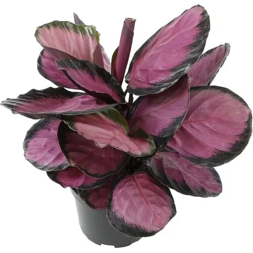 Junai.nl Calathea roseopicta 'Crimson' | 7 cm pot | 16 cm hoog