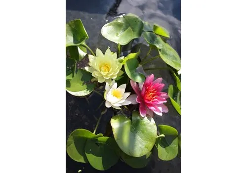 Moerings Nymphaea Mix Trio Pygmaea | Waterlelie | In 3L Mand