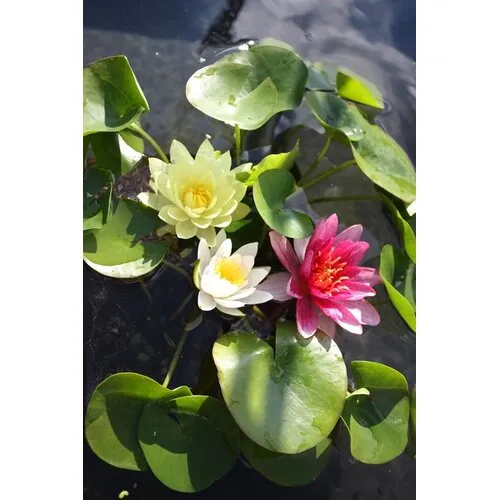 Moerings Nymphaea Mix Trio Pygmaea | Waterlelie | In 3L Mand