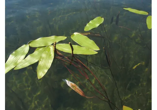 Moerings Potamogeton Natans | Drijvend Fonteinkruid | In P9 Pot Geleverd in Beker
