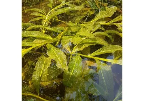 Moerings Potamogeton Lucens | Glanzend Fonteinkruid | In P9 Pot Geleverd in Beker