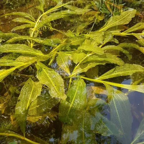 Moerings Potamogeton Lucens | Glanzend Fonteinkruid | In P9 Pot Geleverd in Beker