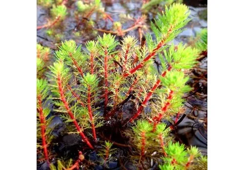 Moerings Myriophyllum Spicatum | Aarvederkruid | In P9 Pot Geleverd in Beker