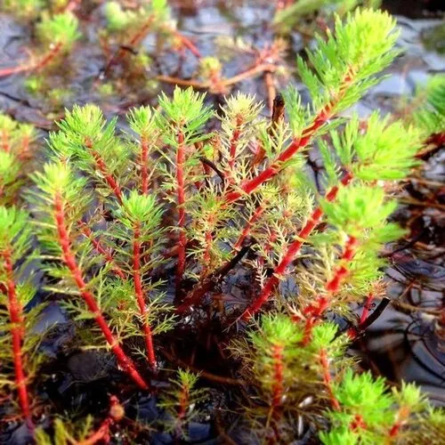 Moerings Myriophyllum Spicatum | Aarvederkruid | In P9 Pot Geleverd in Beker