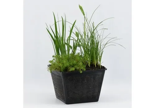 Moerings Mix Met Diverse Oeverplanten | In 25CM Mand Kant en Klaar