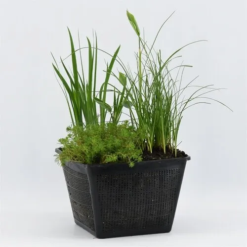 Moerings Mix Met Diverse Oeverplanten | In 25CM Mand Kant en Klaar