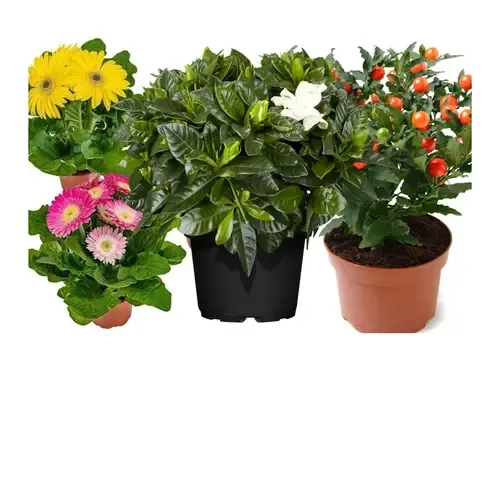 Planten voor direct zonlicht