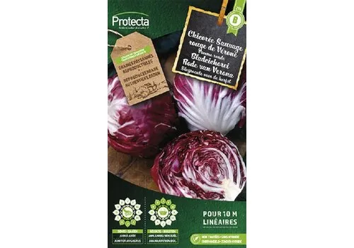 Protecta Bladcichorei Rode van Verona