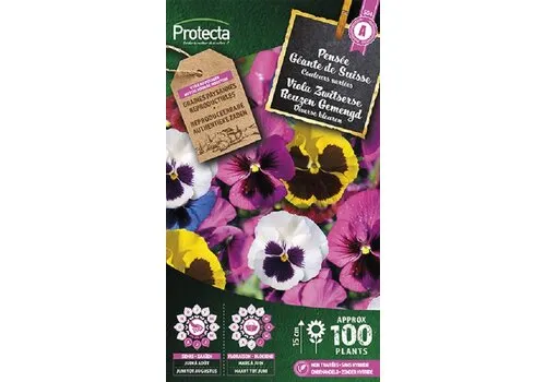 Protecta Viooltje Zwitserse Reuzen Gemengd