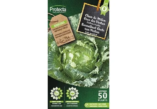 Protecta Savooikool Grote van Vertus