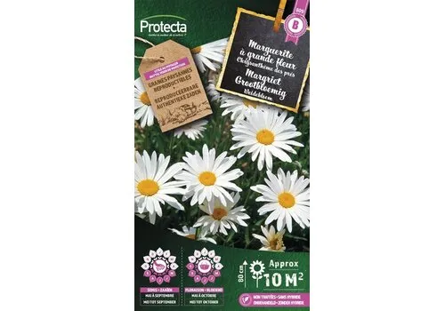 Protecta Margriet Grootbloemig | Leucanthemum