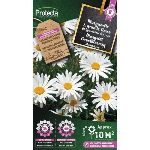 Protecta Margriet Grootbloemig | Leucanthemum